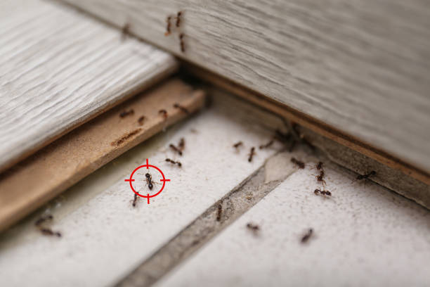 Best Commercial Pest Control Services  in Dixon, CA