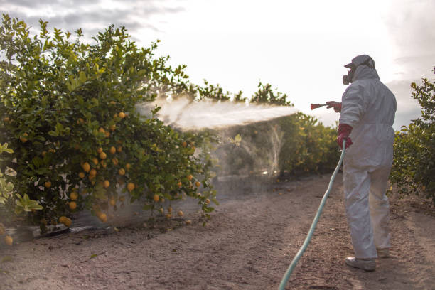 Best Bird Control  in Dixon, CA