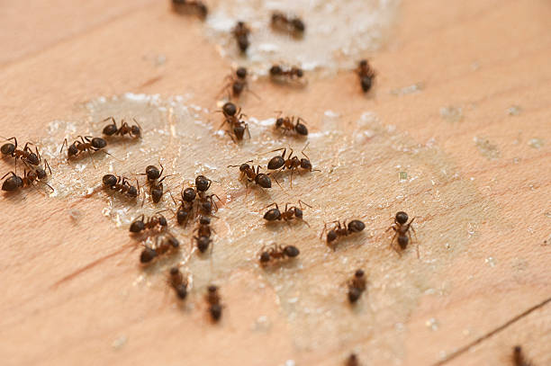 Best Pest Removal Services  in Dixon, CA