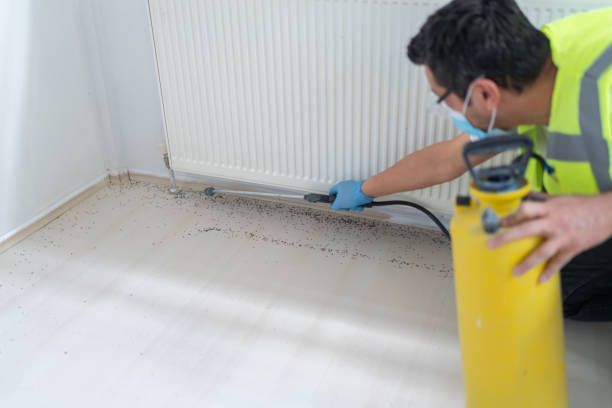 Best Flea Control Services  in Dixon, CA