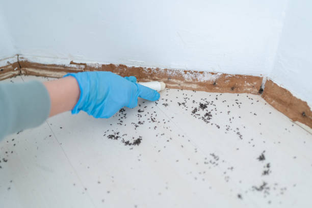 Best Emergency Pest Control  in Dixon, CA